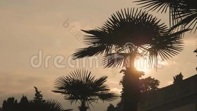 棕榈叶<strong>剪影</strong>和太阳在日落时透过。 天空背景上的棕榈树。 蓝天上的<strong>树叶</strong>